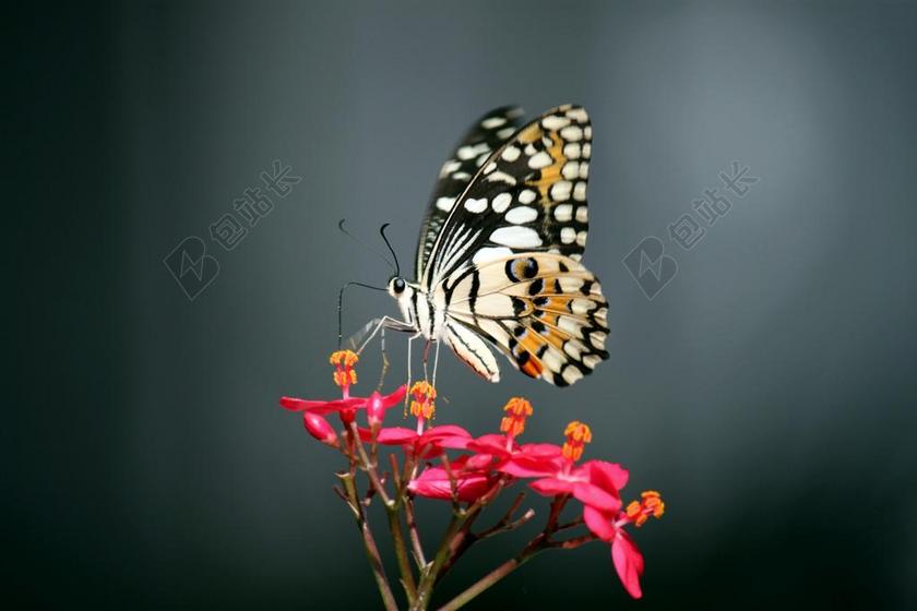 蝴蝶 鲜花 粉红色 花 花园 昆虫 乳草 植物 植物区系