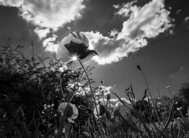 罂粟 草 花 草地 绿色 厂 云 KLATSCHMOHN
