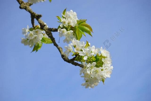 樱花 科 白 鲜花 树 开花枝 鸟樱桃 樱桃 杏 温室玫瑰