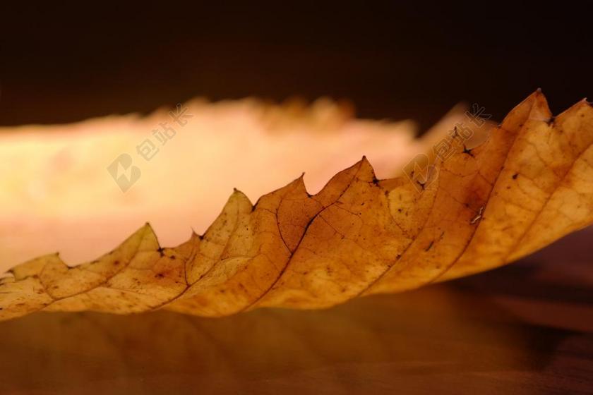 摄影纹理榆树叶背景图片