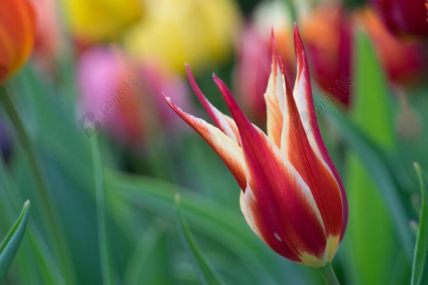 广告唯美盛开的花背景图片