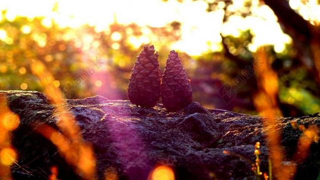 秋 温暖 松 季节 秋天 森林 浪漫