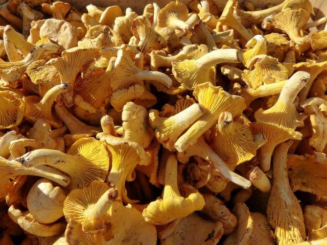 蘑菇 CHANTERELLES 市场 出售 食品 蔬菜 购买