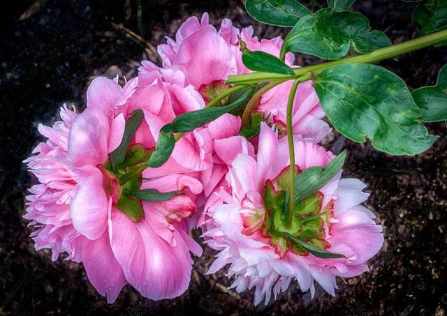 粉色牡丹 花 常年 芍药科植物 春天的花朵 盛开 人类发展报告