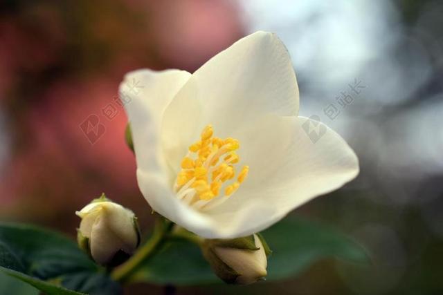 茉莉花 花 白 绿色 植物 盛开 自然 春 芳香疗法 开花