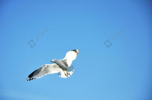摄影天空飞翔的海鸥背景图片
