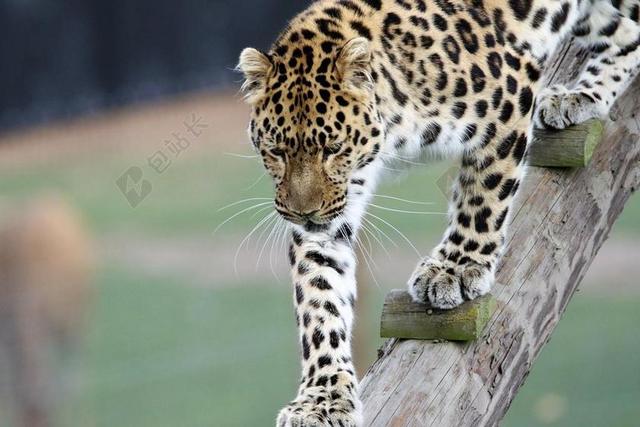 豹 大猫 动物 哺乳动物 野生动物 大 捕食者 猫 野生