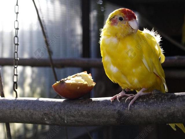 鸟类 长尾鹦鹉 黄色 VOILLERE 育种 小鹦鹉鹦鹉