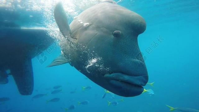 鱼 水下 水 海洋 海 野生动物 珊瑚 水族馆 礁 水肺