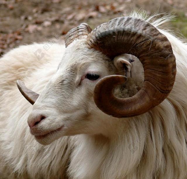 RAM 头 号角 动物群 山羊 哺乳动物 山 家养 野生