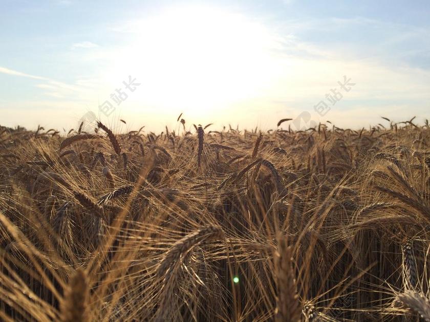 摄影清新稻草粮食背景图片