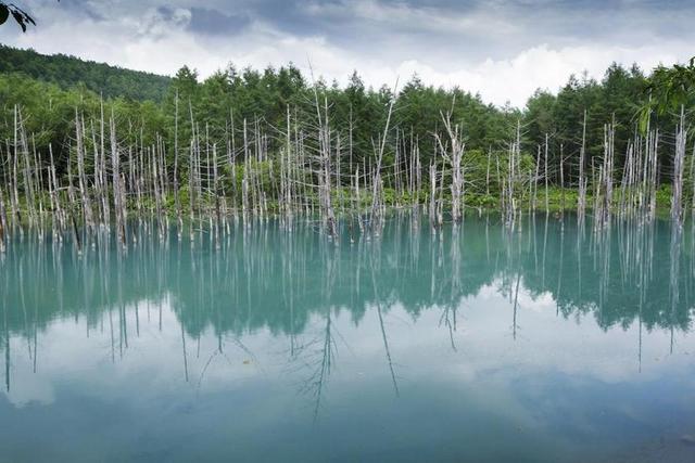 蓝塘 北海道 日本 环礁湖 湖 日本湖 富良野 景观 自然