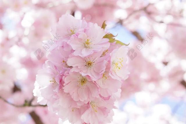 日本樱花树 观赏樱花 花树 樱花 粉红色 开花 树 春天