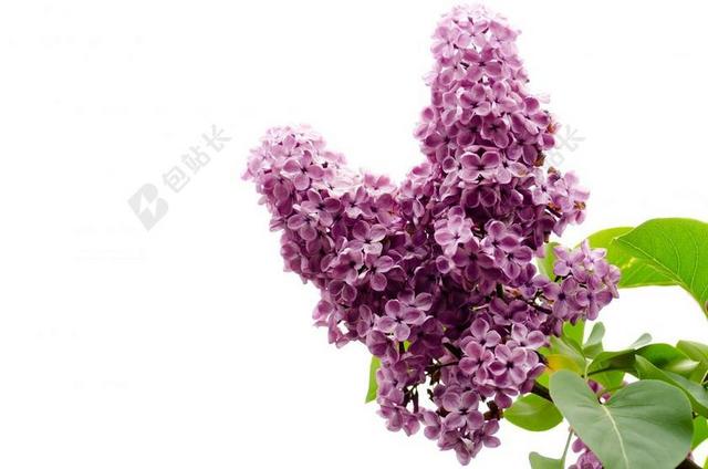粉红色 丁香 枝杈 孤立 芽 没有人 充满活力 绿色 鲜花