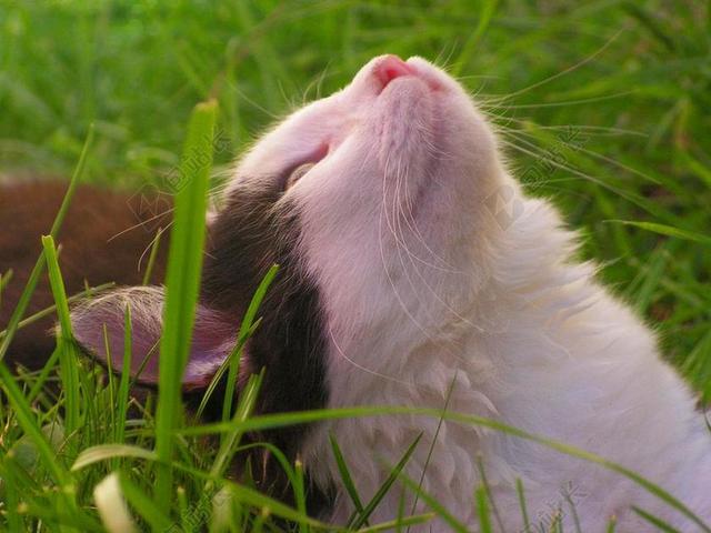 小猫 猫 黑与白 毛茸茸 在草地上 可爱 鼻子 头