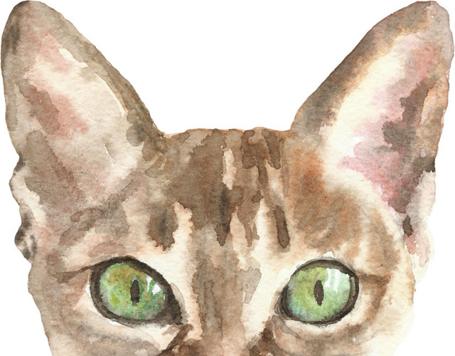 绿色眼睛小猫素材