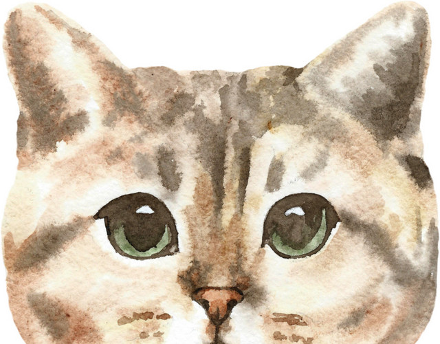 黑色眼睛小猫素材