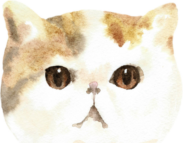 白色小猫眼睛素材