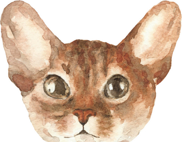 粉色小猫素材