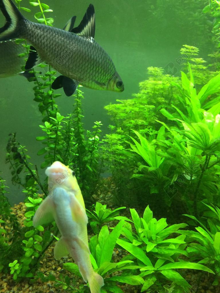 鱼 鱼缸 珊瑚 水族馆 水 坦克 动物 礁