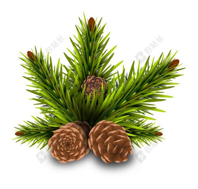 皮涅罗 松果 树 分支 拉玛 叶 秋 冬季 植被 植物