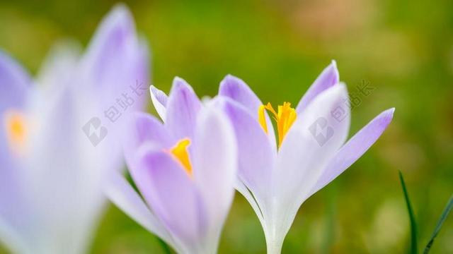 藏红花 春天 鲜花 紫 草地 邮票 雌蕊 开花 花瓣