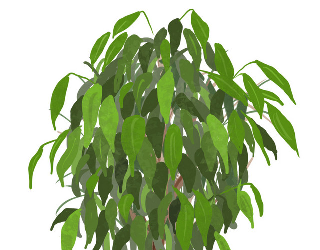 植物绿植小树免抠素材