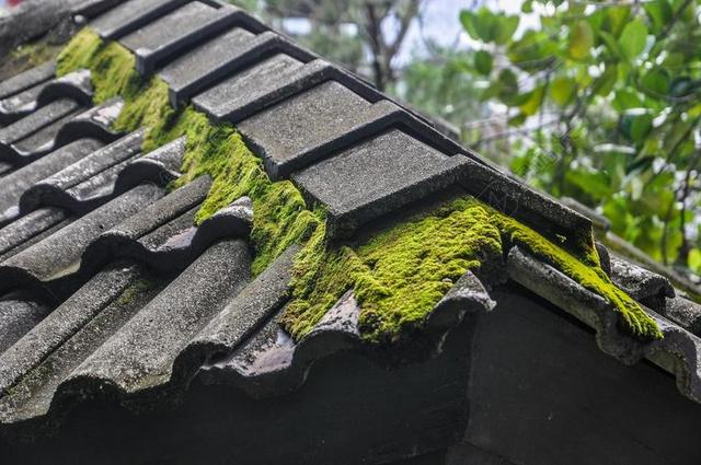 苔 屋顶 屋顶上的苔藓 建设 植物 绿色 灰色 叶