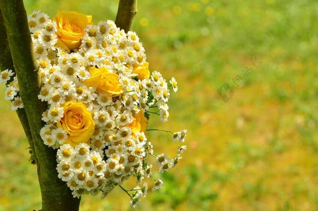 花束 玫瑰 黄玫瑰 雏菊 黄色的花朵 花卉问候语