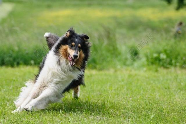 狗 牧羊犬 毛皮 动物 宠物 动物肖像 查看 纯种狗 运行