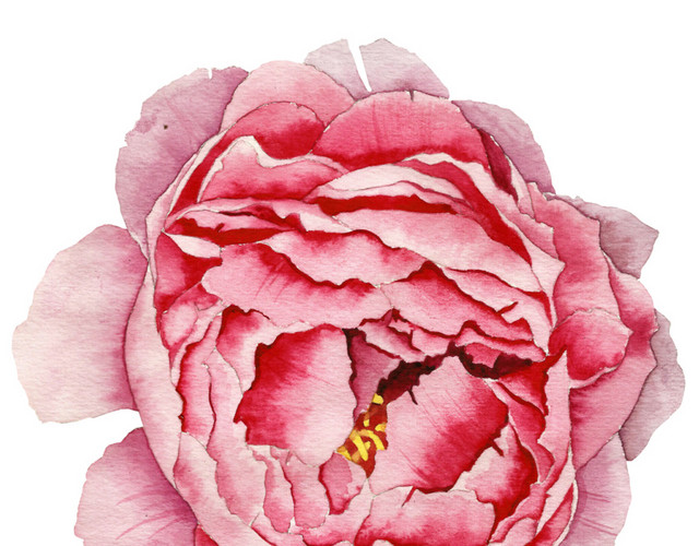 玫瑰牡丹花朵插画素材