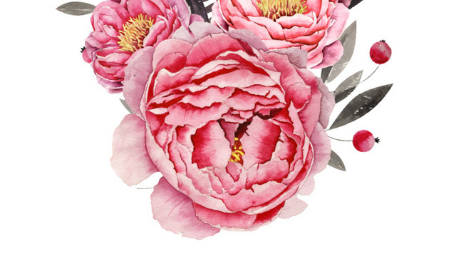 粉色牡丹插画素材