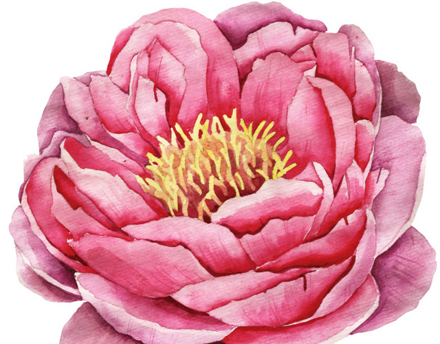 牡丹插画素材