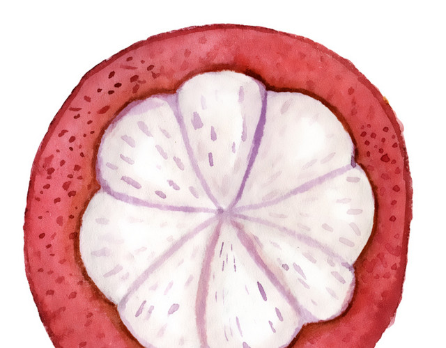 山竹果肉水彩插画素材