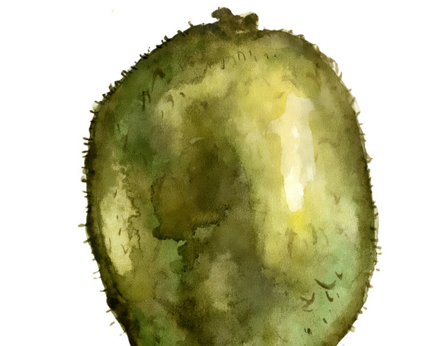青柠檬水彩插画素材