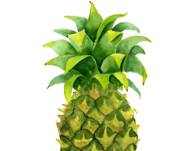 菠萝插画素材