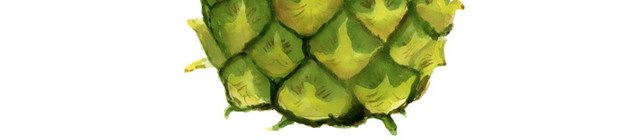 菠萝插画素材