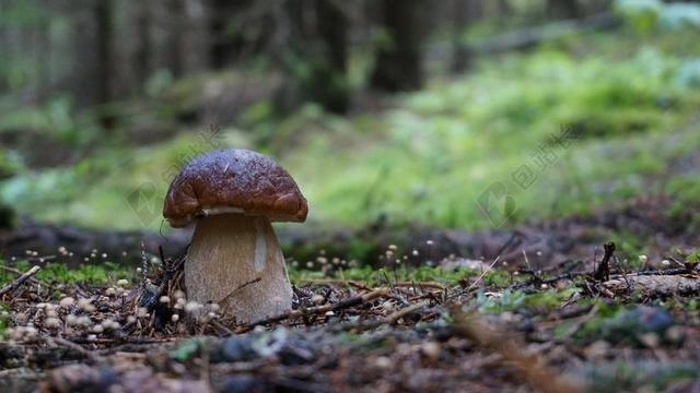 GRZYB CEPS 牛肝菌 美味牛肝菌