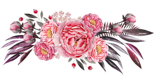 牡丹花朵插画素材