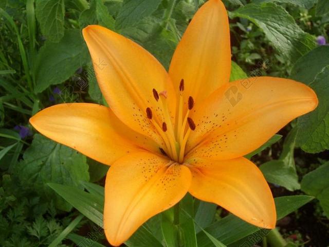 百合花 夏花 花园 蒂罗尔