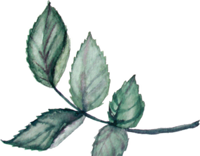 绿色水彩花枝素材