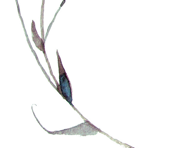 绿色水彩植物枝条