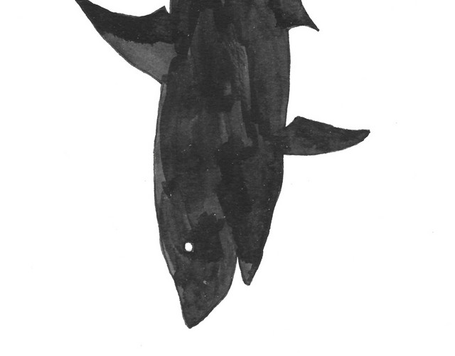 黑色剪影海洋生物鲨鱼