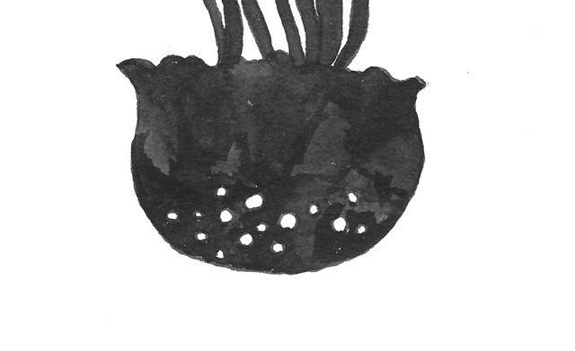 黑色剪影海洋生物水母