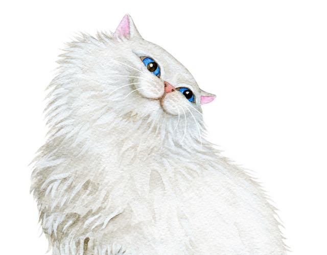 白色水彩动物猫