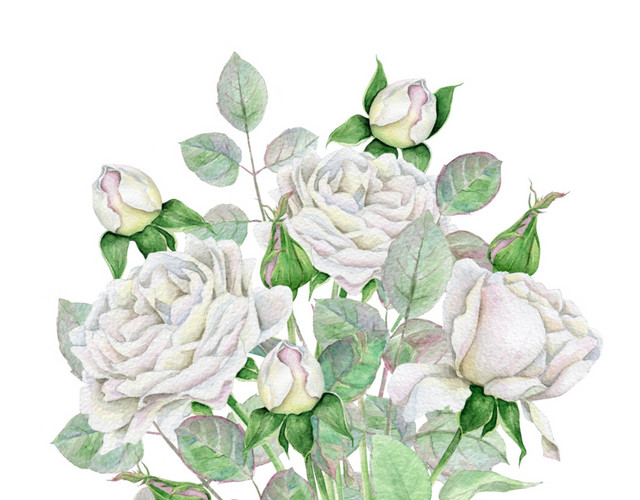 白色水彩植物花束教师节素材