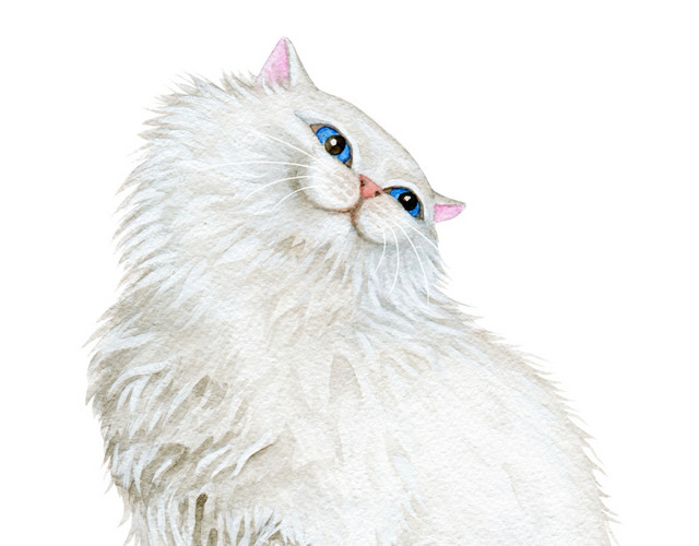 白色水彩动物猫咪