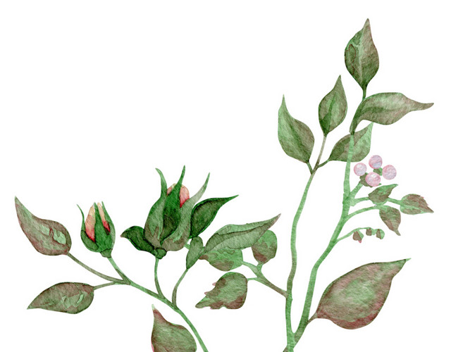 绿色水彩植物叶子