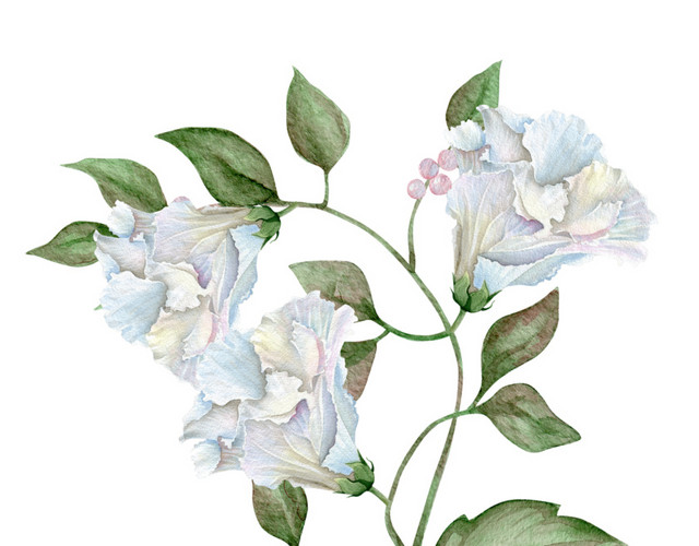 淡蓝色水彩植物花枝