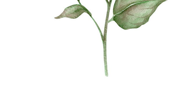 淡蓝色水彩植物花枝
